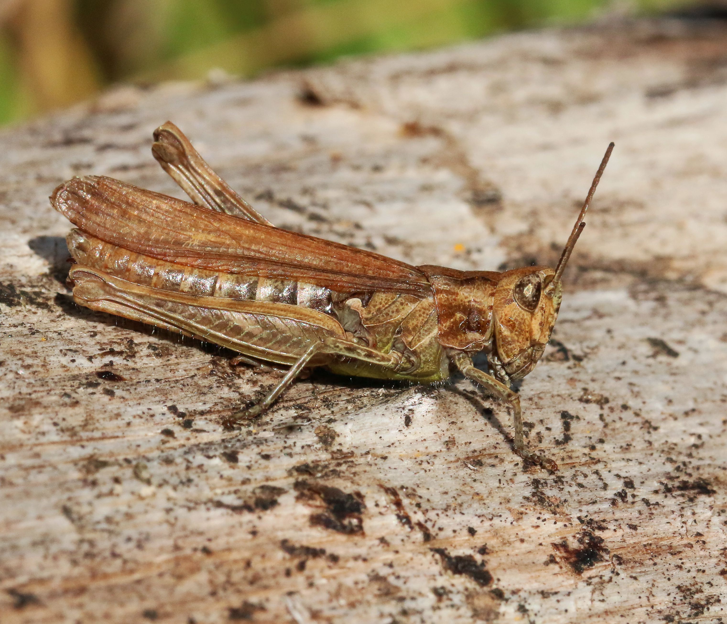 Grasshoppers Are Making Me Hopping Mad NatureSpot